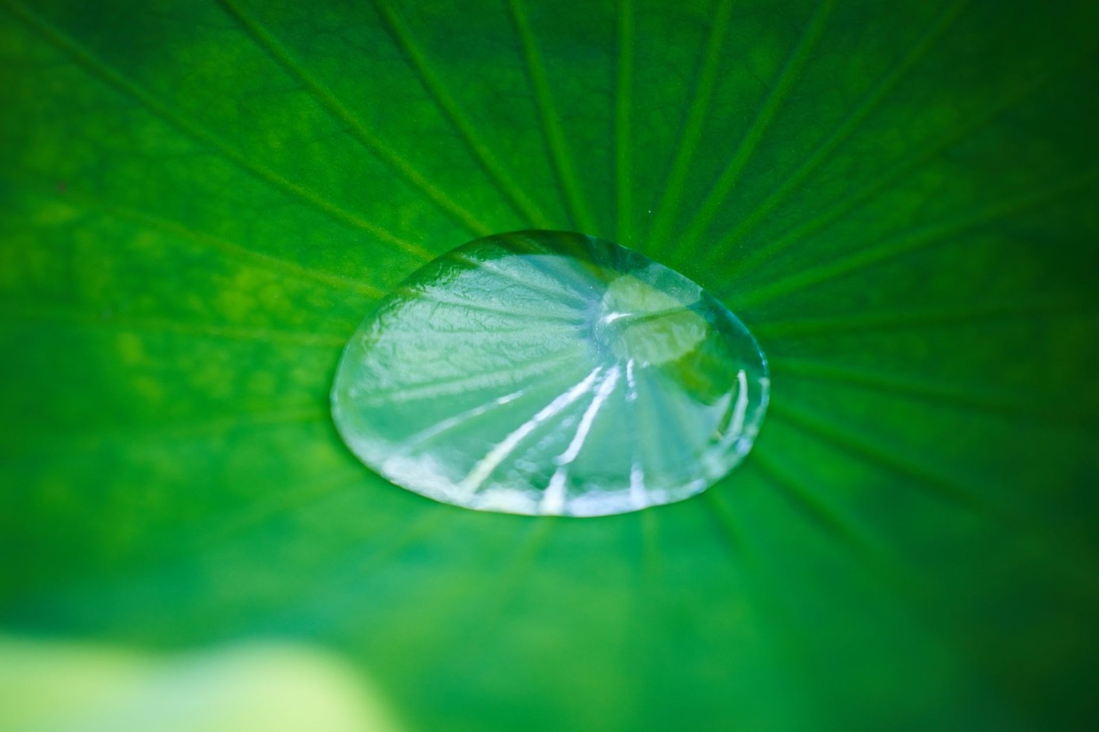 When to Choose Cica Over Other Soothing Ingredients — Beyond Centella: Is Cica the Ultimate Korean Skincare Soother You're Missing?